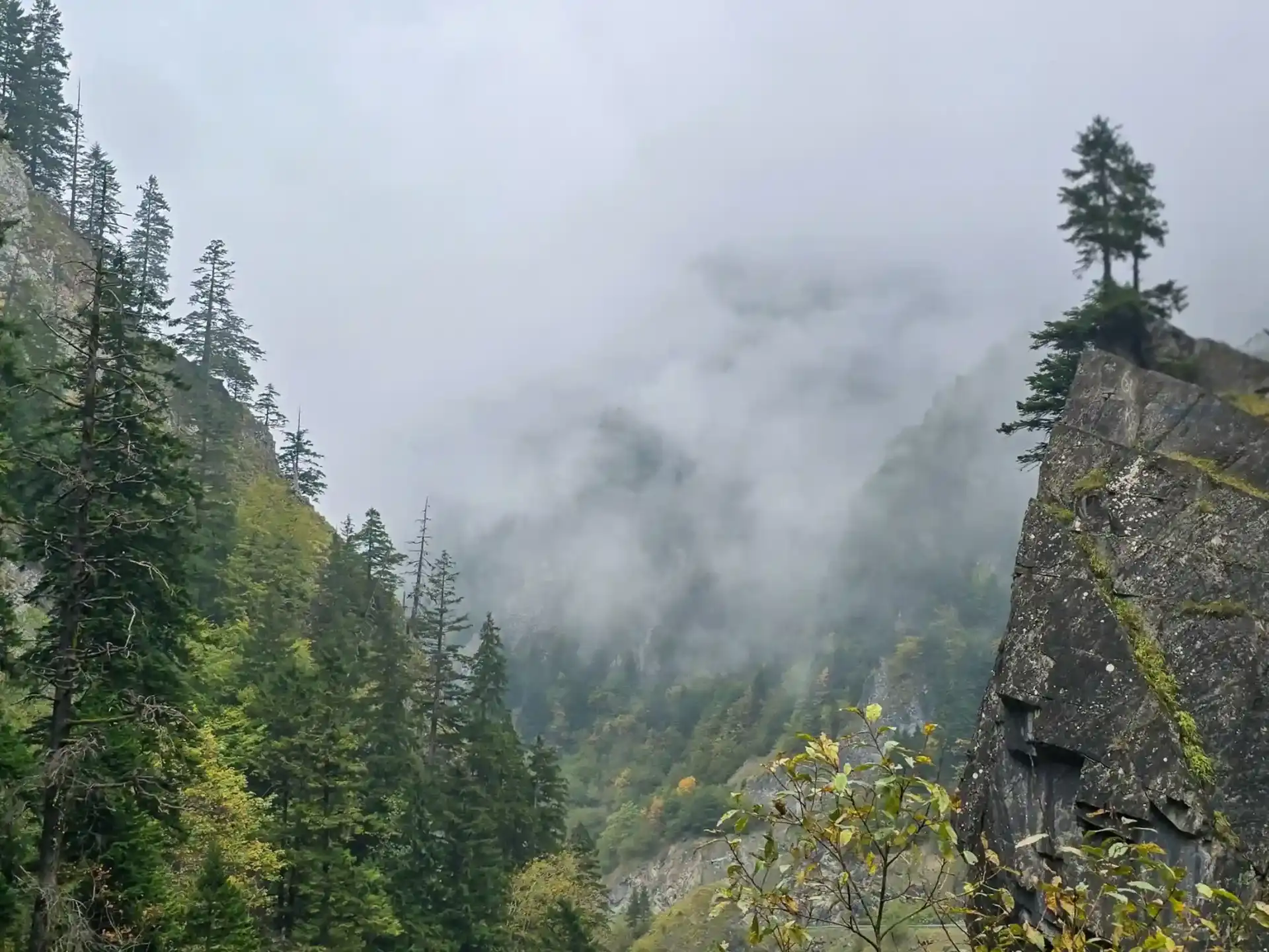 Misty mountain forest view