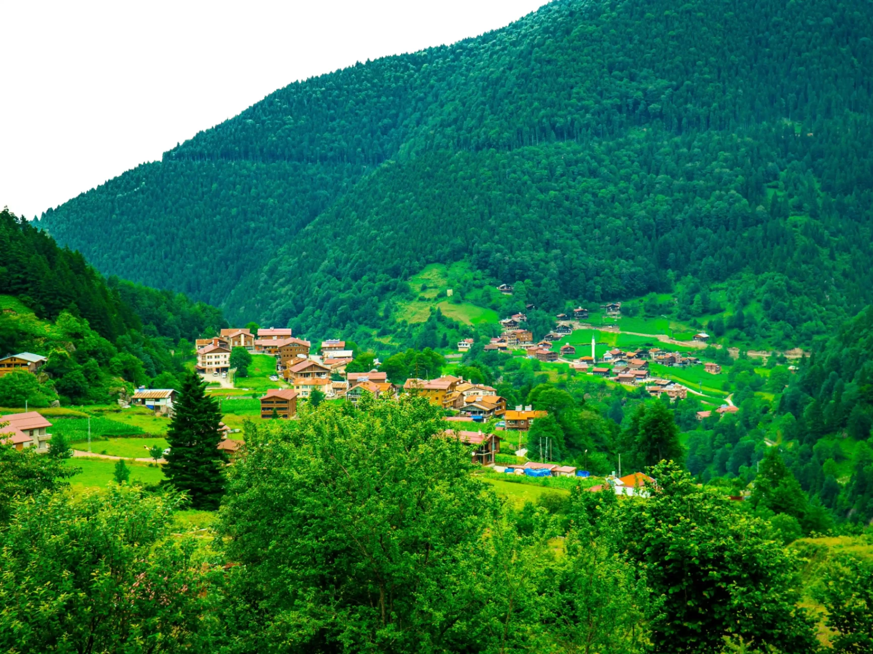 Green village nestled in forest
