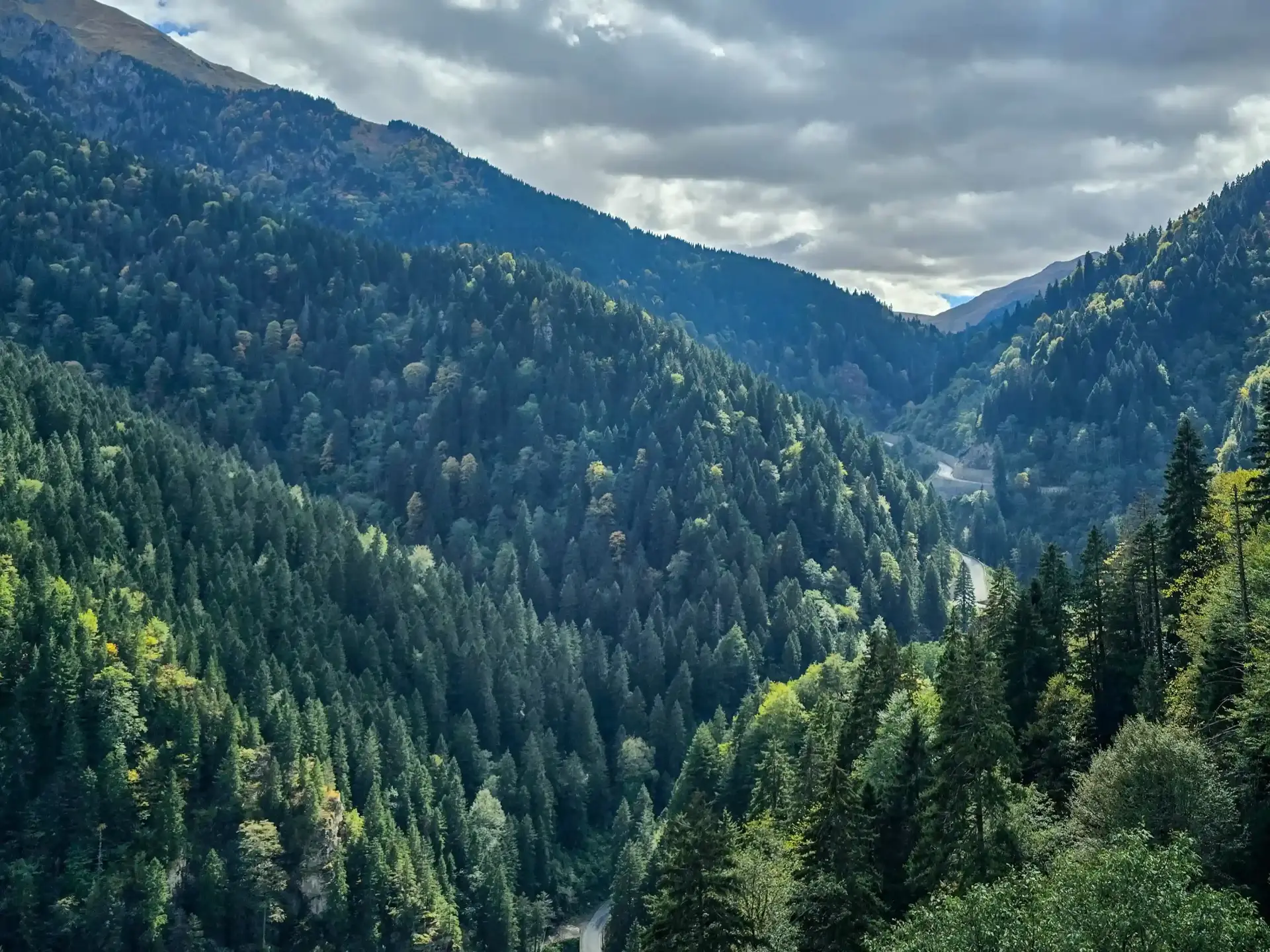 Lush forested valley panorama
